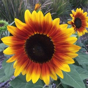 Meet your Posher, Melody